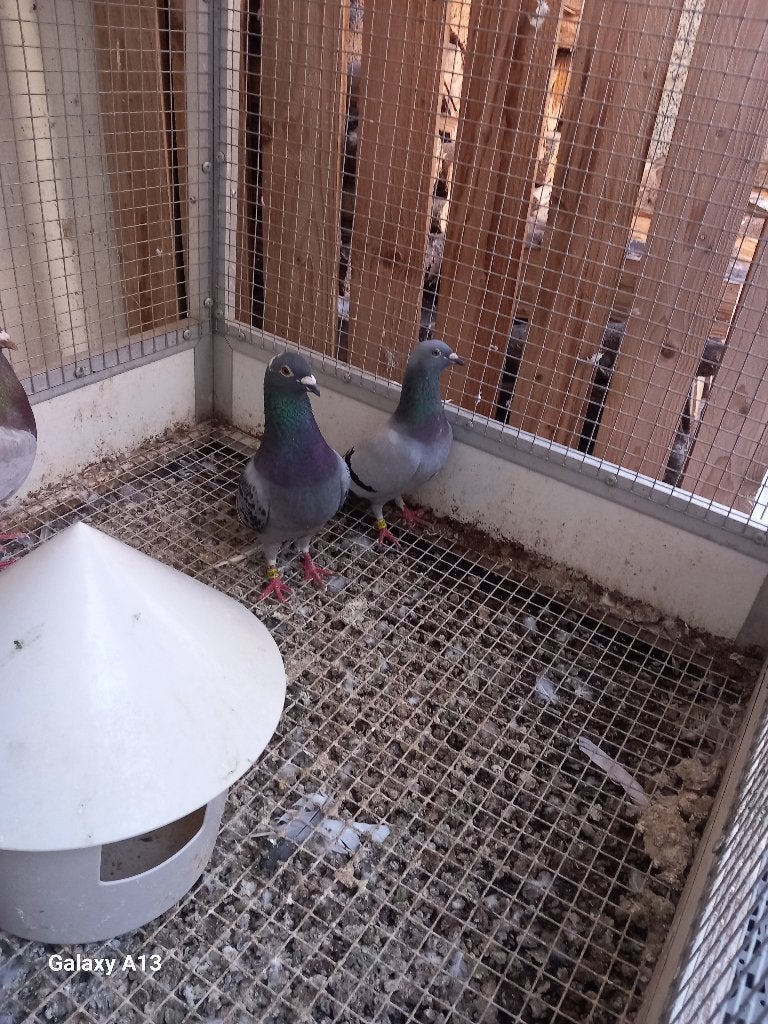 3 Kweekkoppels, Plusieurs animaux, Pigeon voyageur