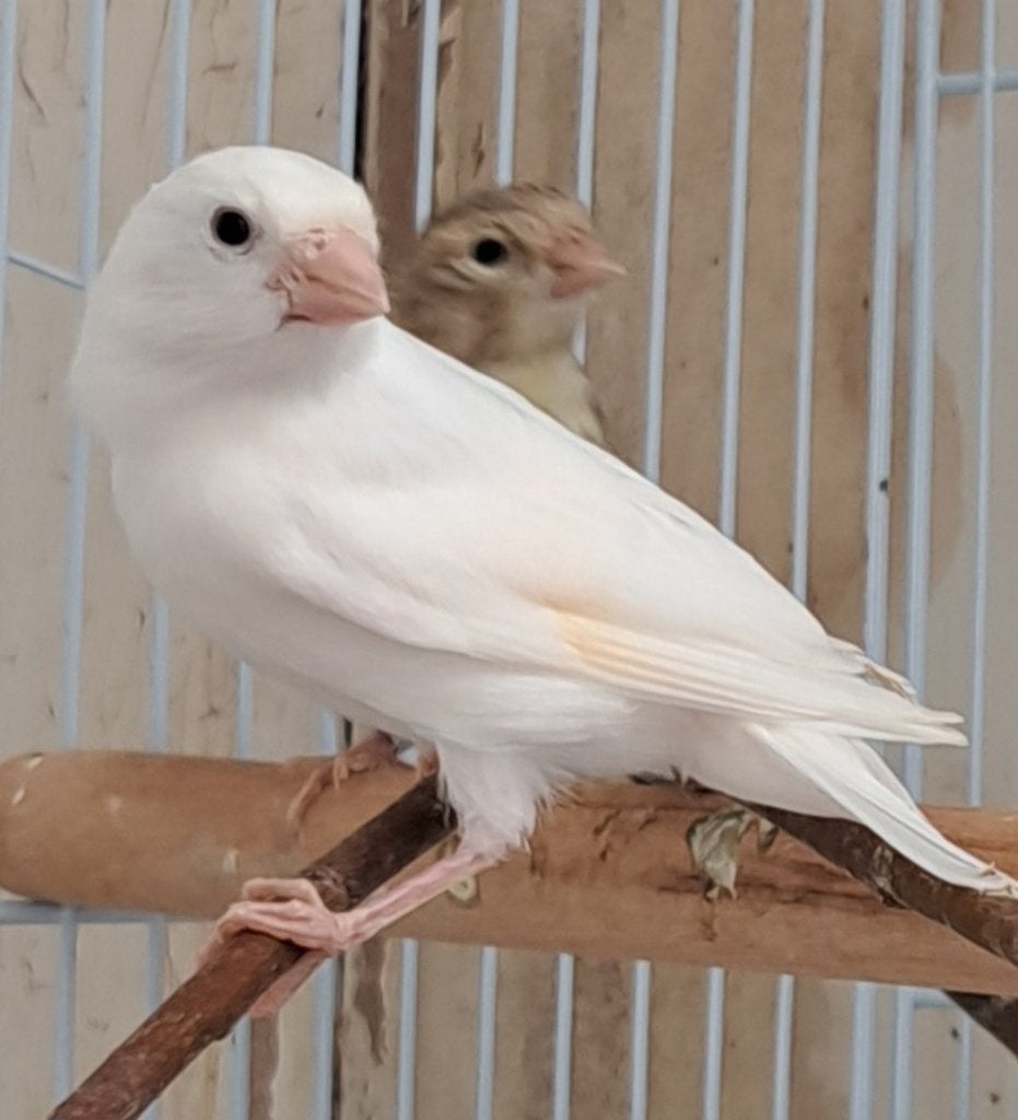 Zeer mooie jonge kanaries !, Plusieurs animaux, Canari de couleur