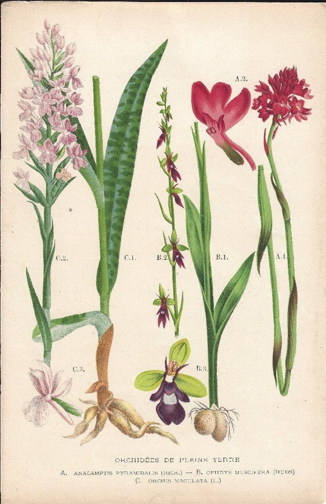 Antieke botanische chromolithografie Orchidee, Natuur, Gebruikt, Ophalen of Verzenden, Voor 1940