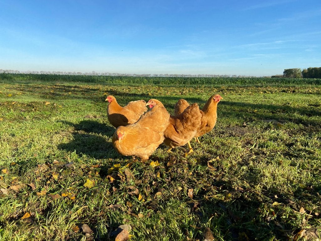 Jonge tamme Wyandotte kriel kippen gesekst en ingeënt, Dieren en Toebehoren, Pluimvee, Vrouwelijk, Kip
