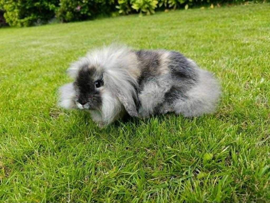 schattig zindelijk Nederlands dwerghangoortje, Animaux & Accessoires, Lapins, Mâle, Petit, Oreilles tombantes, 0 à 2 ans
