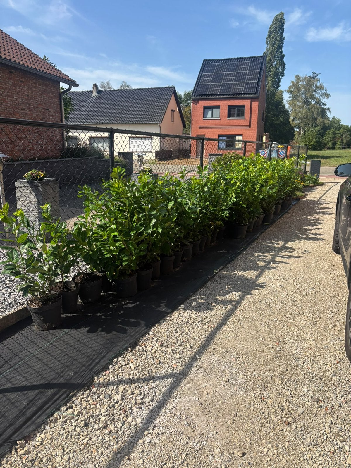 Laurierkers 80st - 60/80 hoog, Tuin en Terras, Ophalen, Laurier, Haag