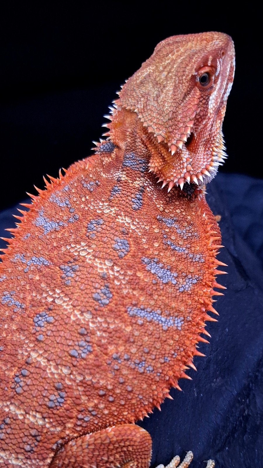 50% Red Monster Extreme Blue Tiger Baardagaam Vrouw, Lézard, 0 à 2 ans
