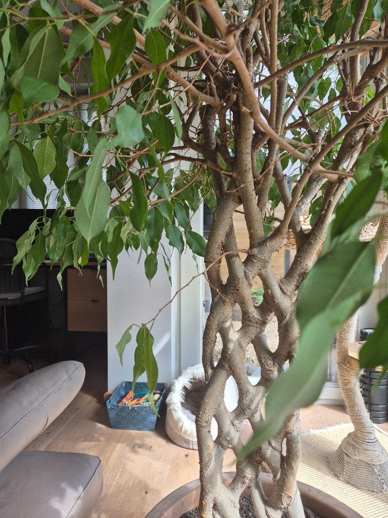 Ficus met gevlochten stam, Ophalen, 100 tot 250 cm