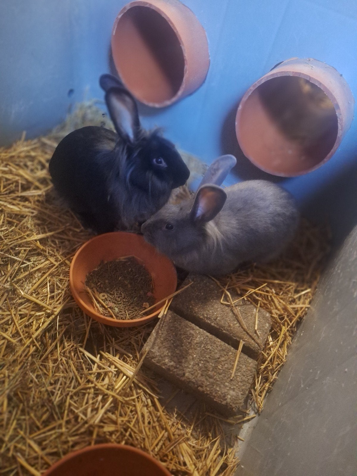 Koppel vlaamse reuzen te koop, Dieren en Toebehoren, April, Meerdere dieren, Tam