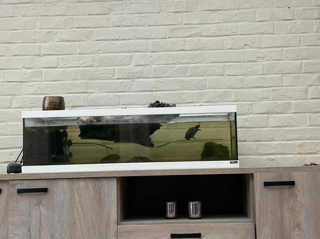 Schildpadden plus aquarium, Ophalen, Zo goed als nieuw