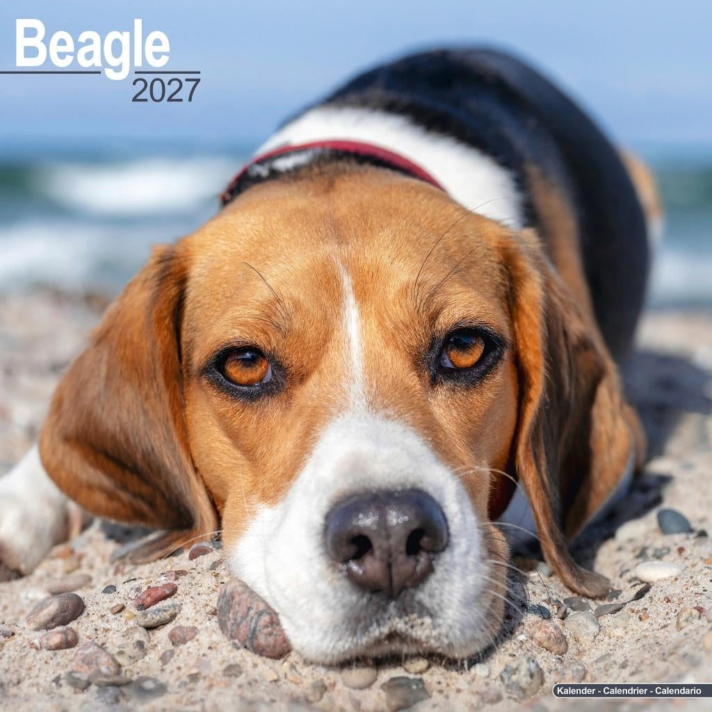 Calendrier Beagle 2027 en précommande, Envoi, Calendrier annuel, Neuf