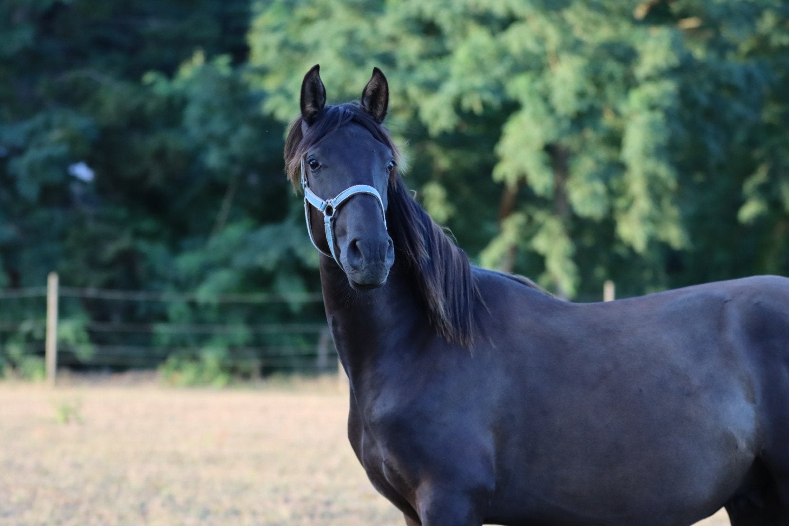 Poulain PRE noir, Étalon, Cheval de dressage