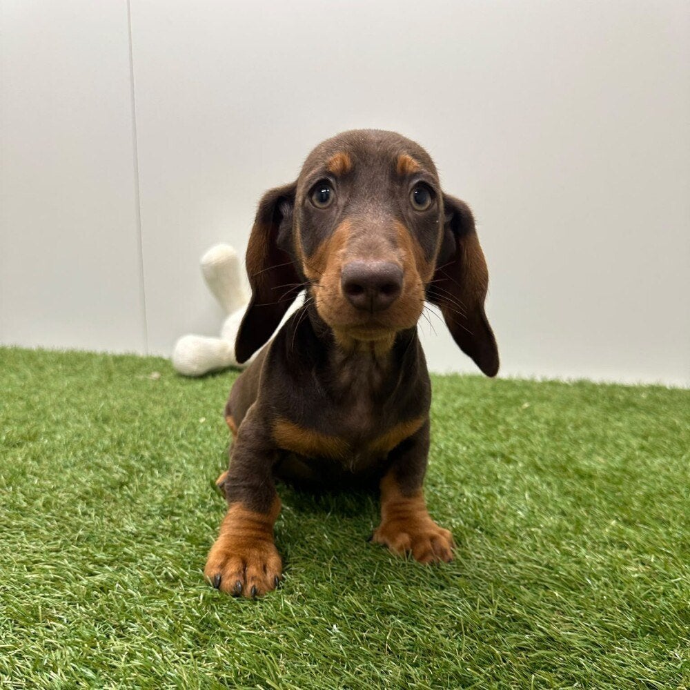 Chiots Teckels nains