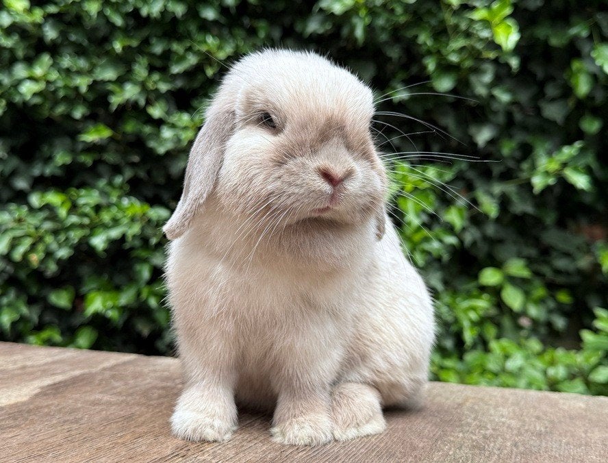 Kleine zeer lieve Minilop voedster zoekt 4-ever levensmaatje, Vrouwelijk, Klein, Hangoor, 0 tot 2 jaar