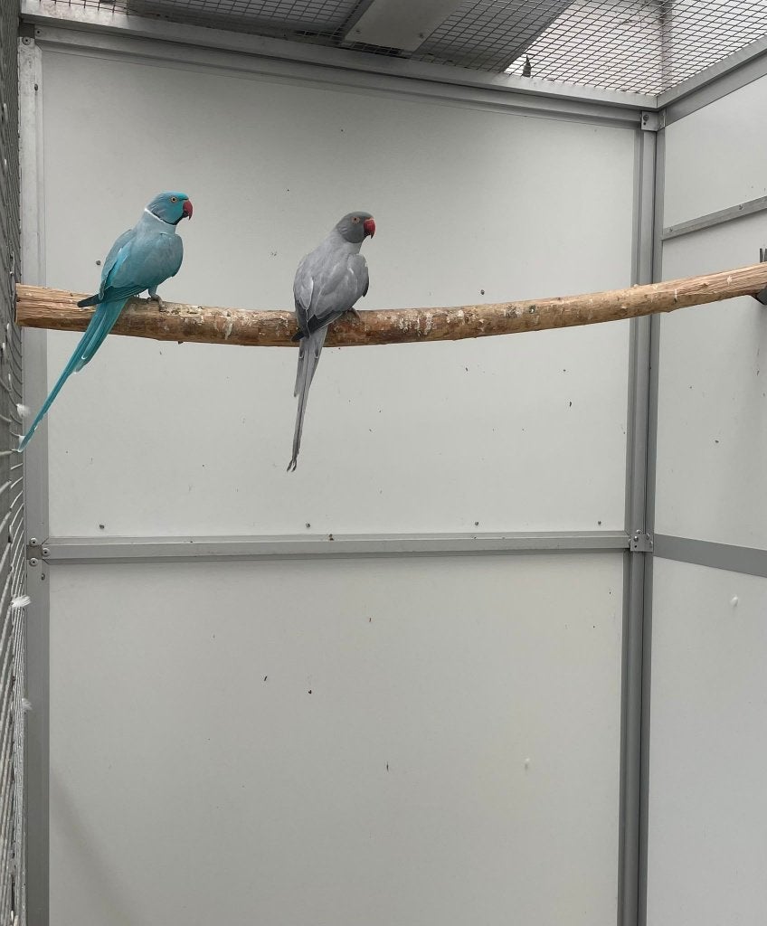 kweekkoppel halsbandparkieten opaline bont, Dieren en Toebehoren, Parkiet