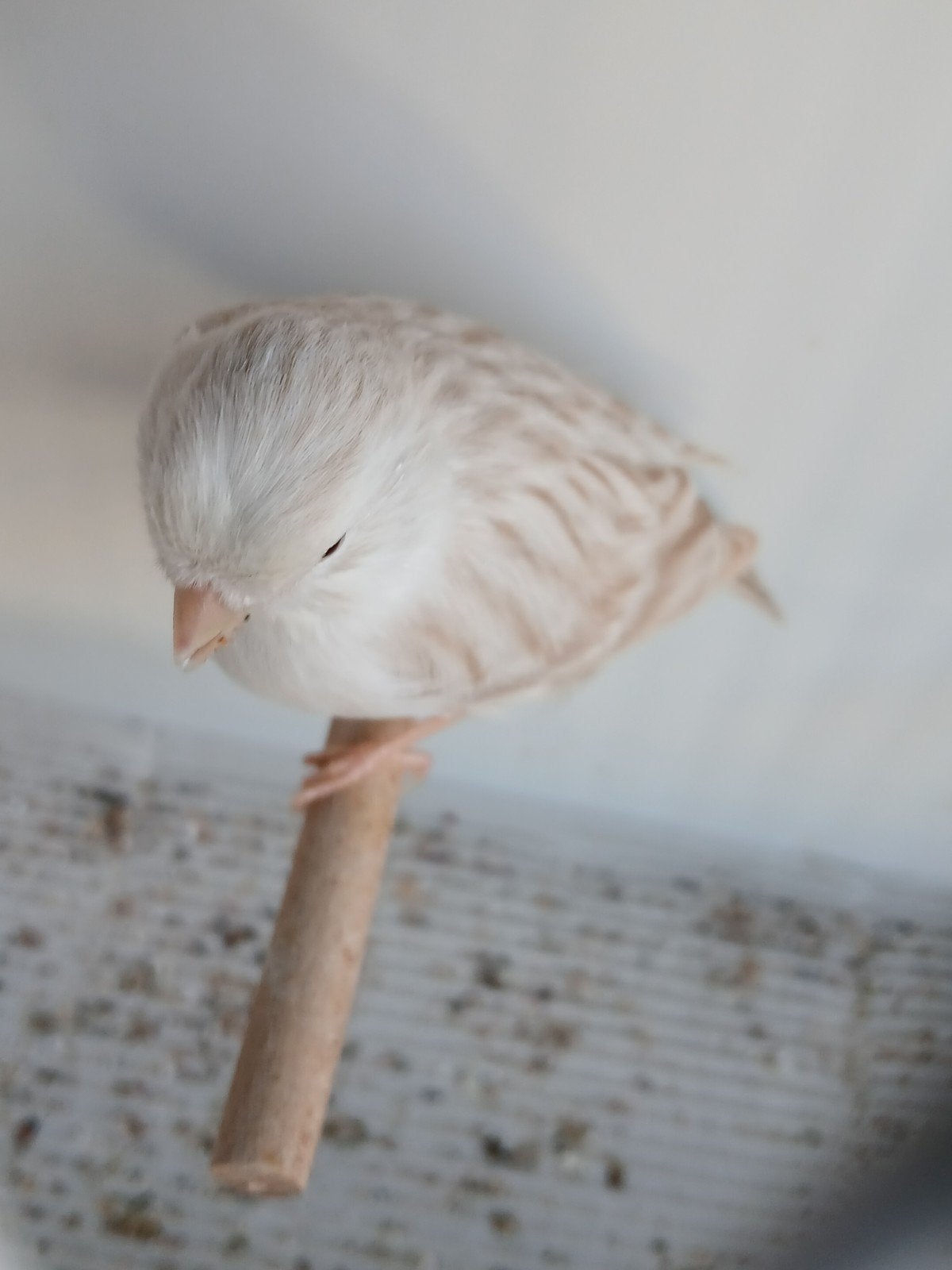 Satinet wit pop, Dieren en Toebehoren