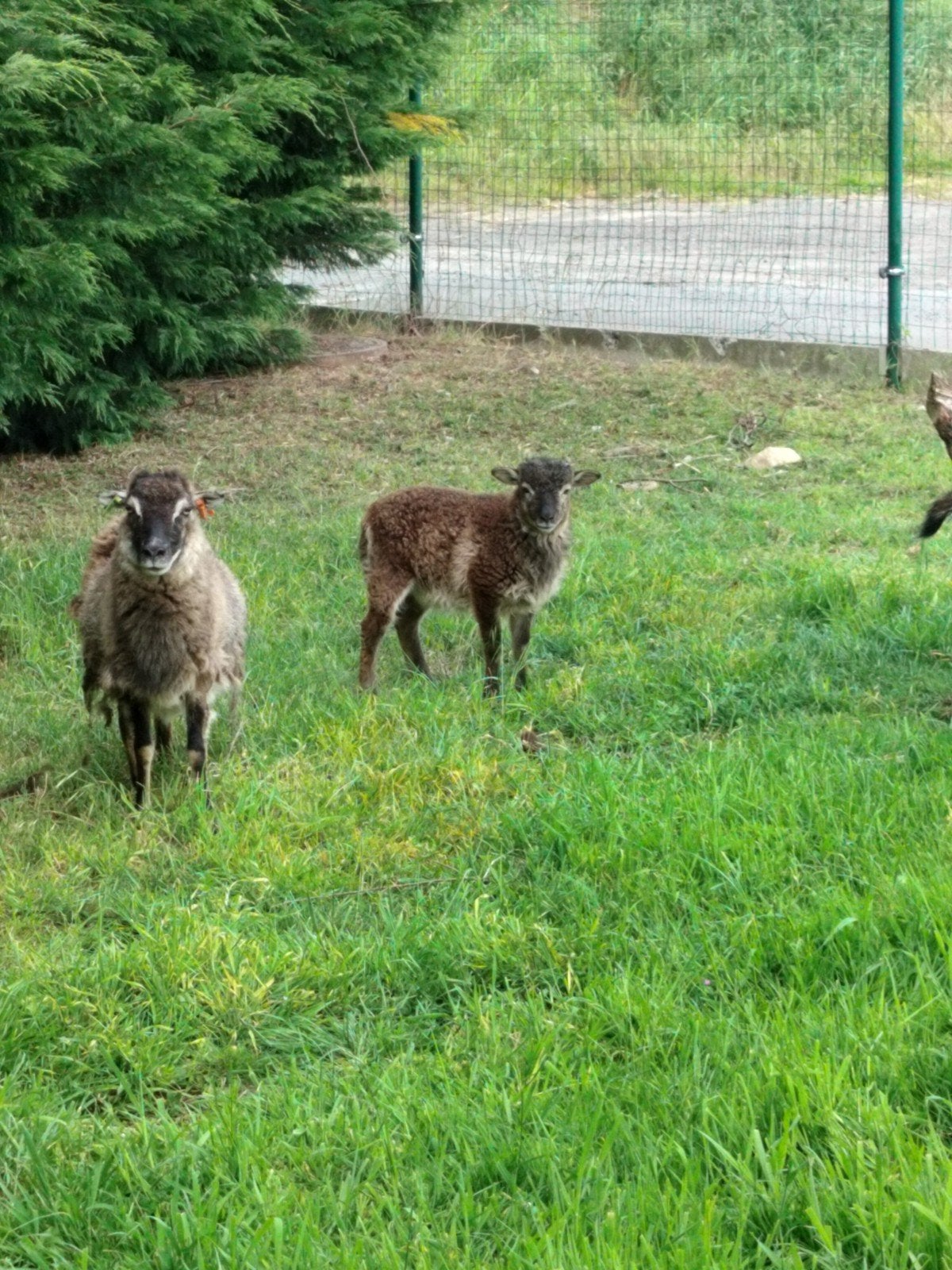 Soay rammetje te koop, Dieren en Toebehoren