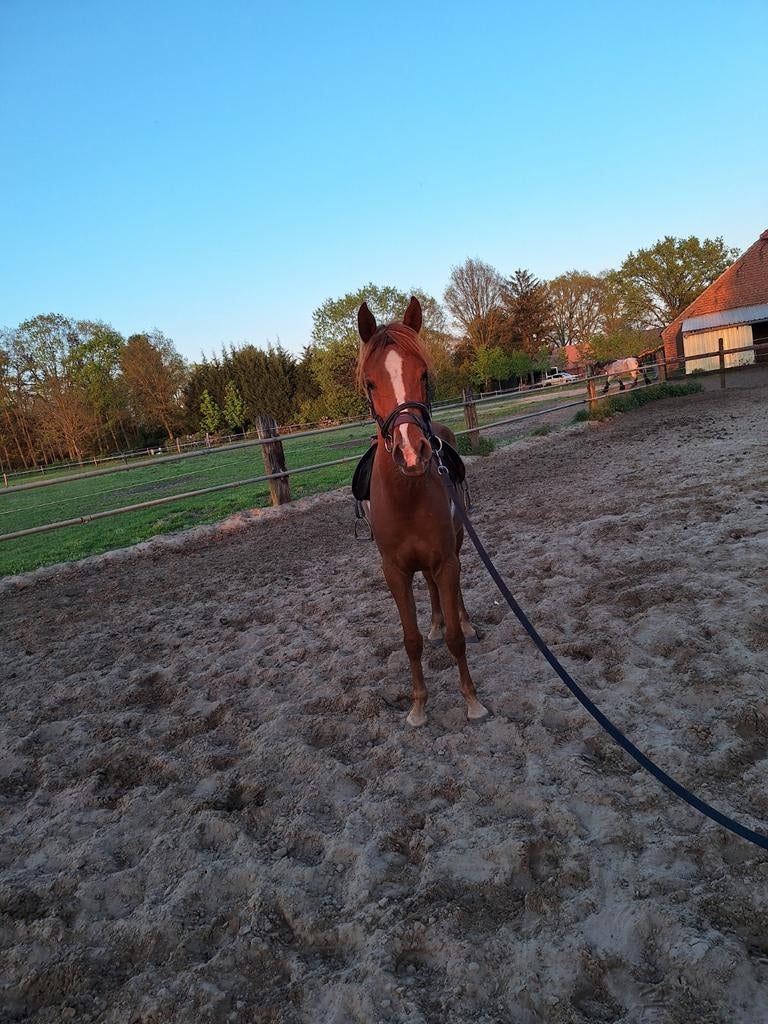 4-jarige ruin, Dieren en Toebehoren, Paarden