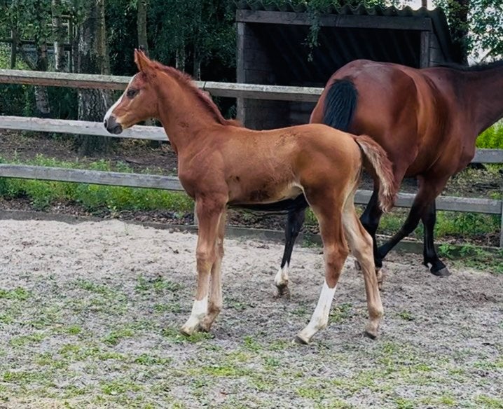 Spring veulen met mooie afstamming, Avec pedigree, Étalon, 0 à 2 ans, 170 à 175 cm