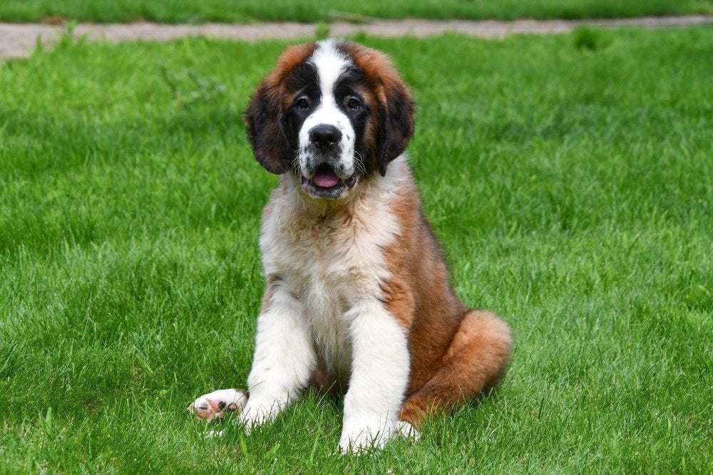 Chiots Saint-Bernard à vendre, 15 semaines à 1 an, Chien (mâle), Maladie de Carré (chiens), Autres races
