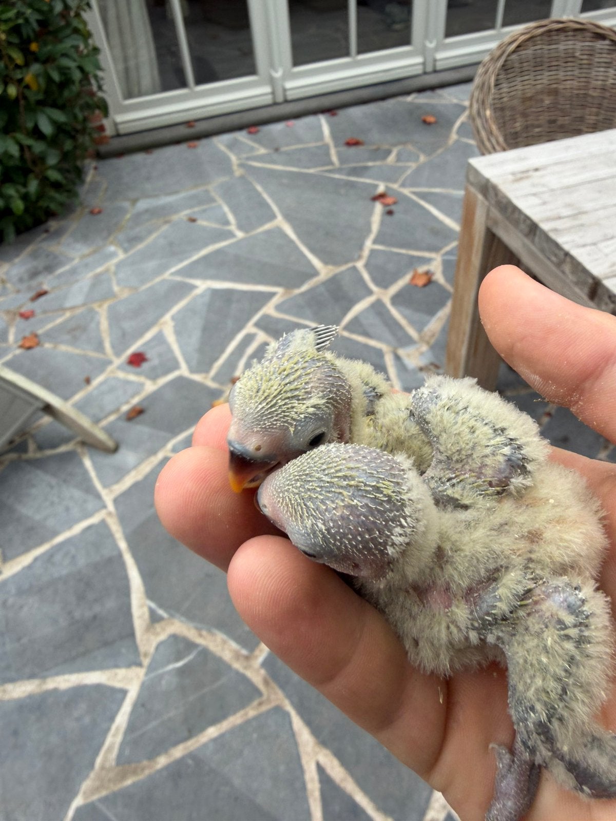 Baby dwergpapegaaien te koop, Animaux & Accessoires, Perroquet nain ou Inséparable