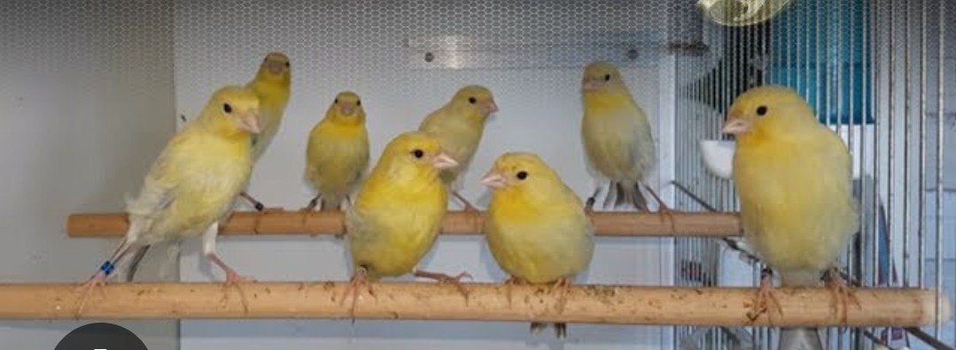 Jonge agaat geel kanarie, Dieren en Toebehoren