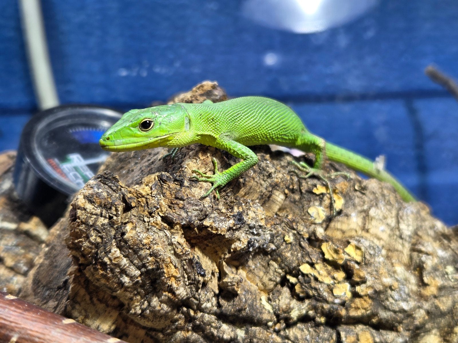 gastropholis prasina, kielstaart hagedis., Dieren en Toebehoren, Hagedis, Tam, 0 tot 2 jaar