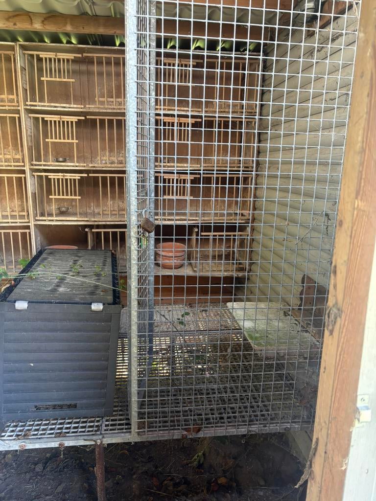Duivenhok + volière / kooien – volledig op te halen, Dieren en Toebehoren, Ophalen, Gebruikt, Volière