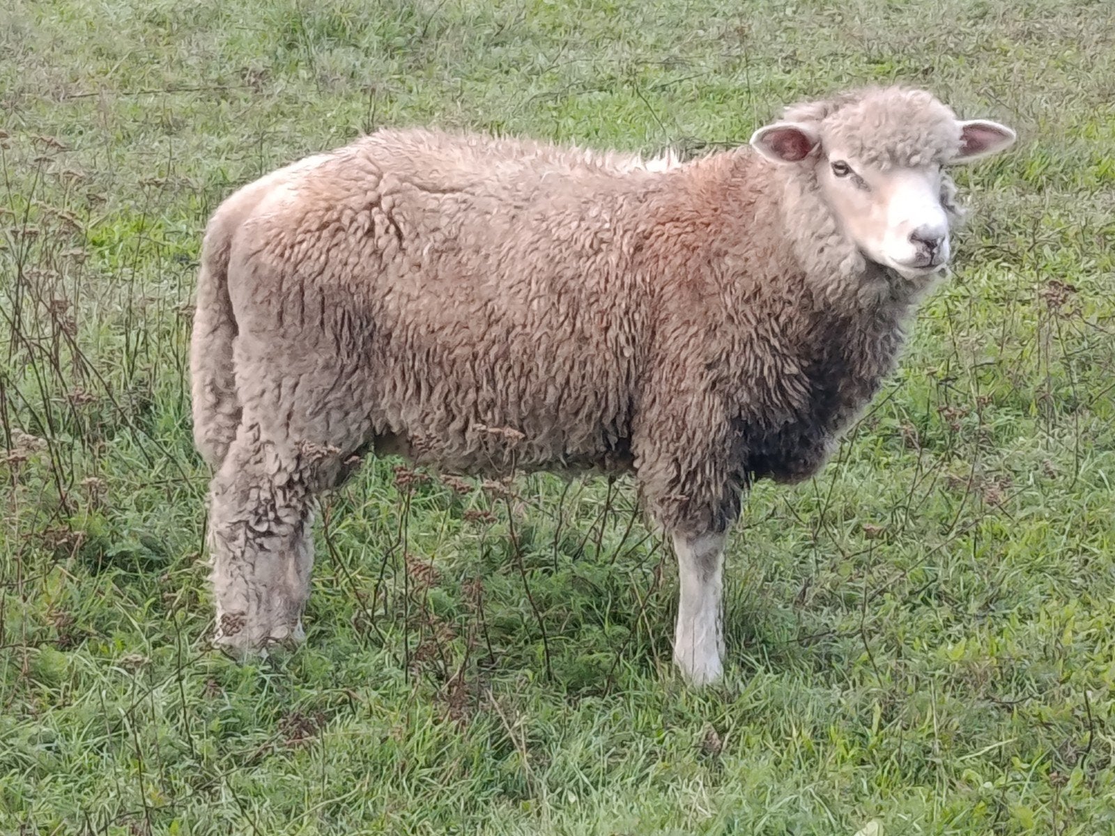 ramlam kruising pol dorset, Mannelijk