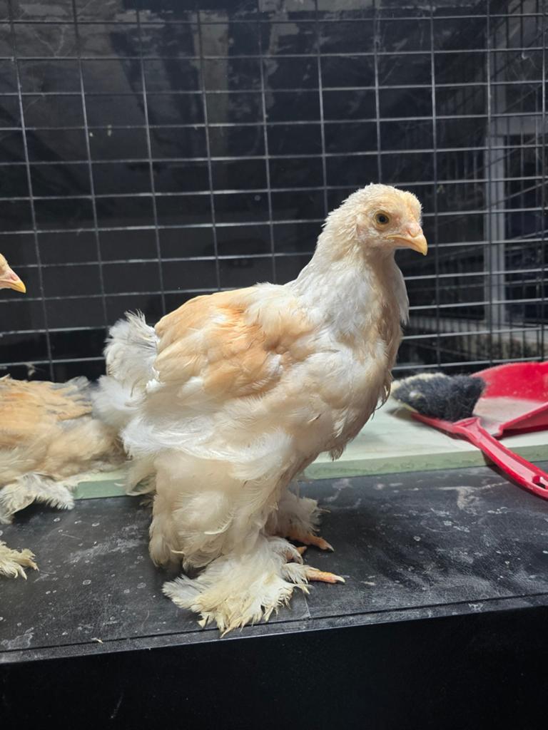 Laatste 4 groothoender brahma, Dieren en Toebehoren