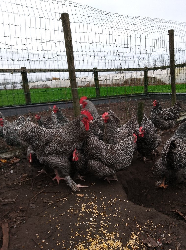Broedeieren Mechelse koekoek, Dieren en Toebehoren, Pluimvee
