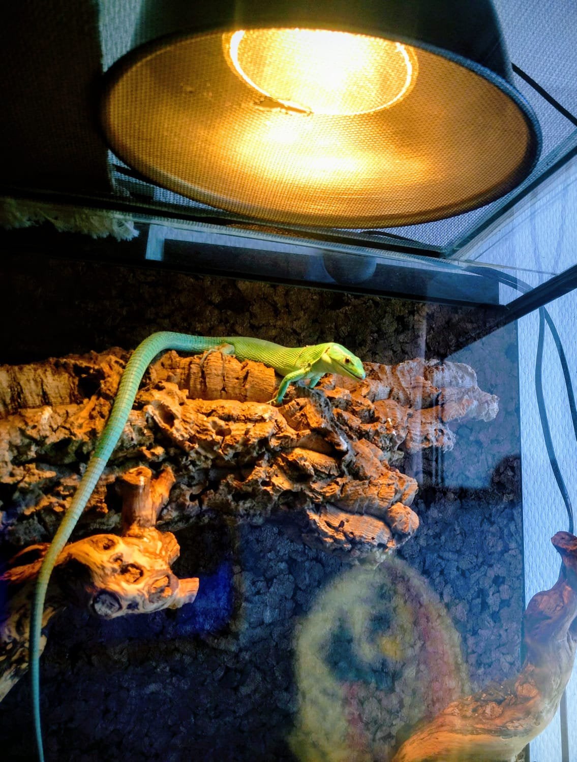 Gastropholis prasina blue forme + terrarium complet, Animaux & Accessoires, Enlèvement, Comme neuf