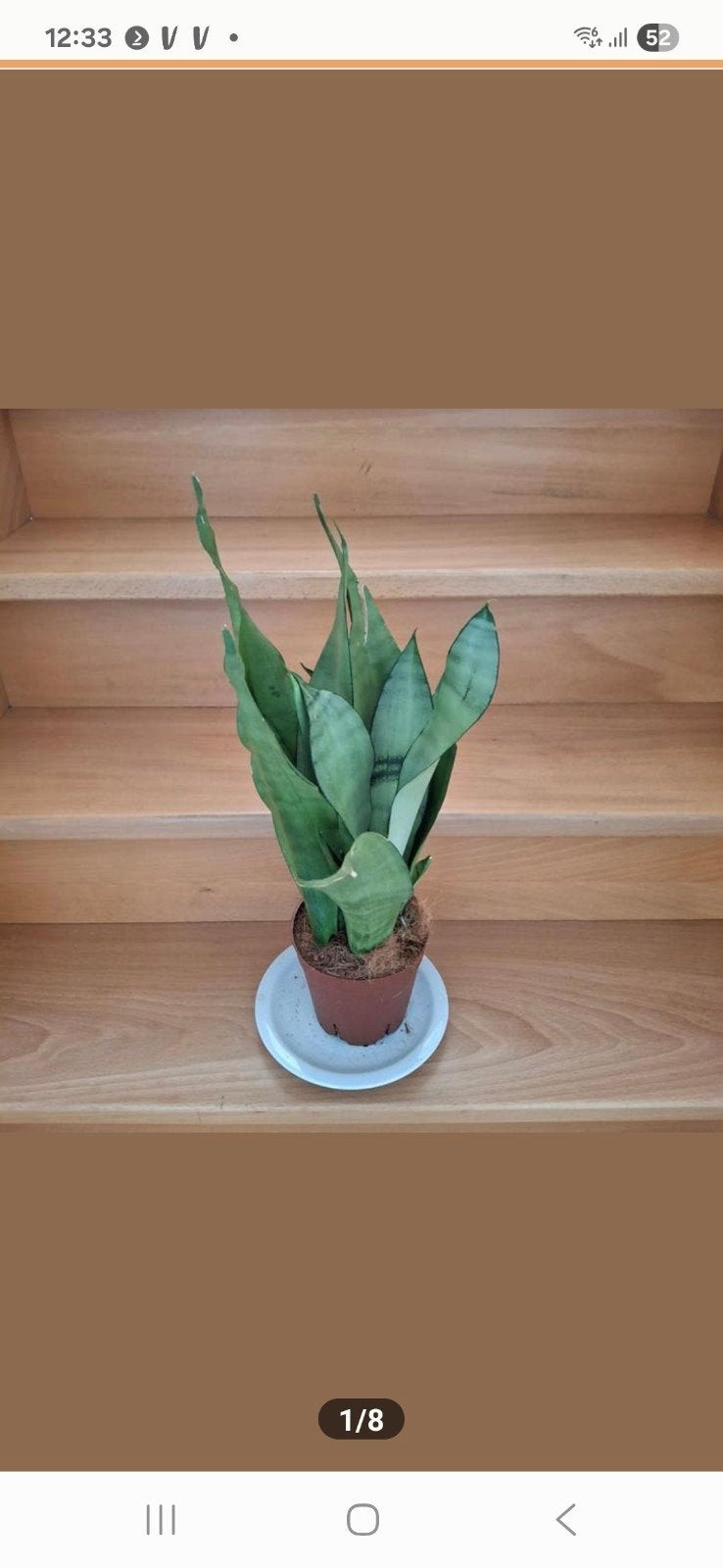 Sanseveria, Ophalen