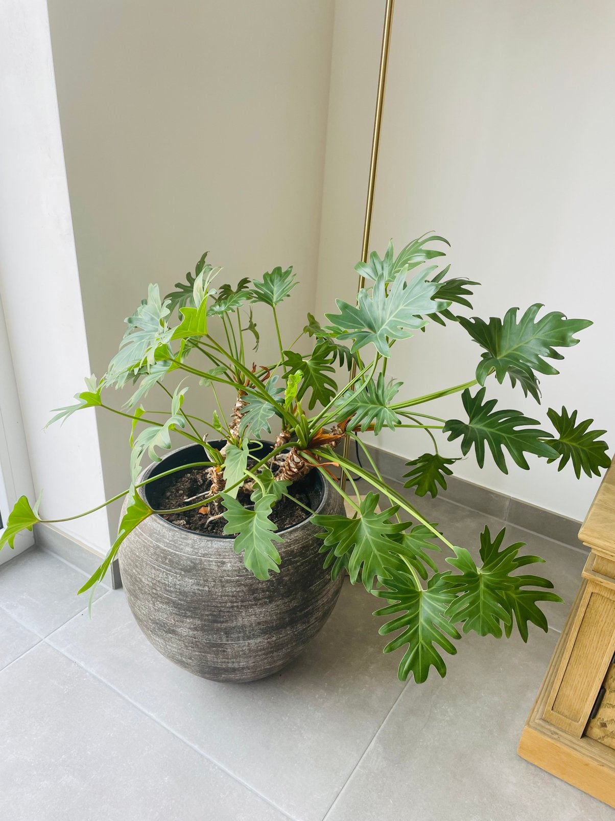 Bloempot en plant, Ophalen
