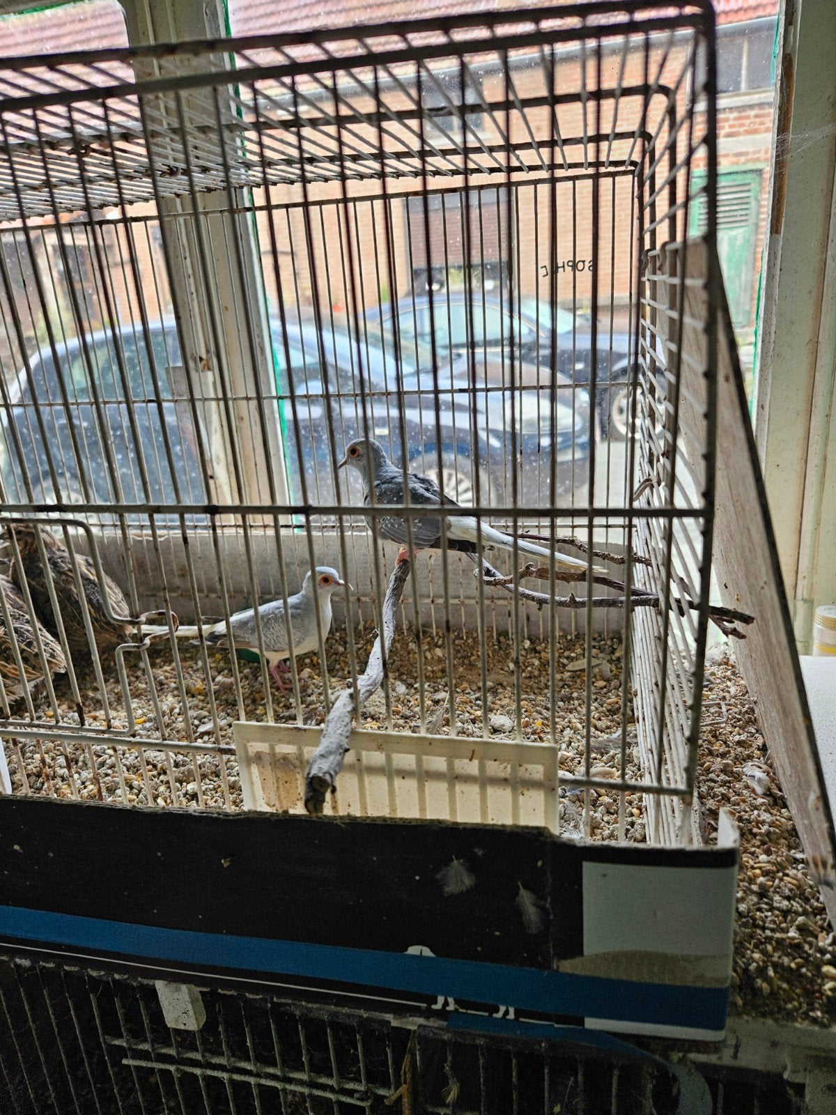 A VENDRE, Animaux & Accessoires, Enlèvement