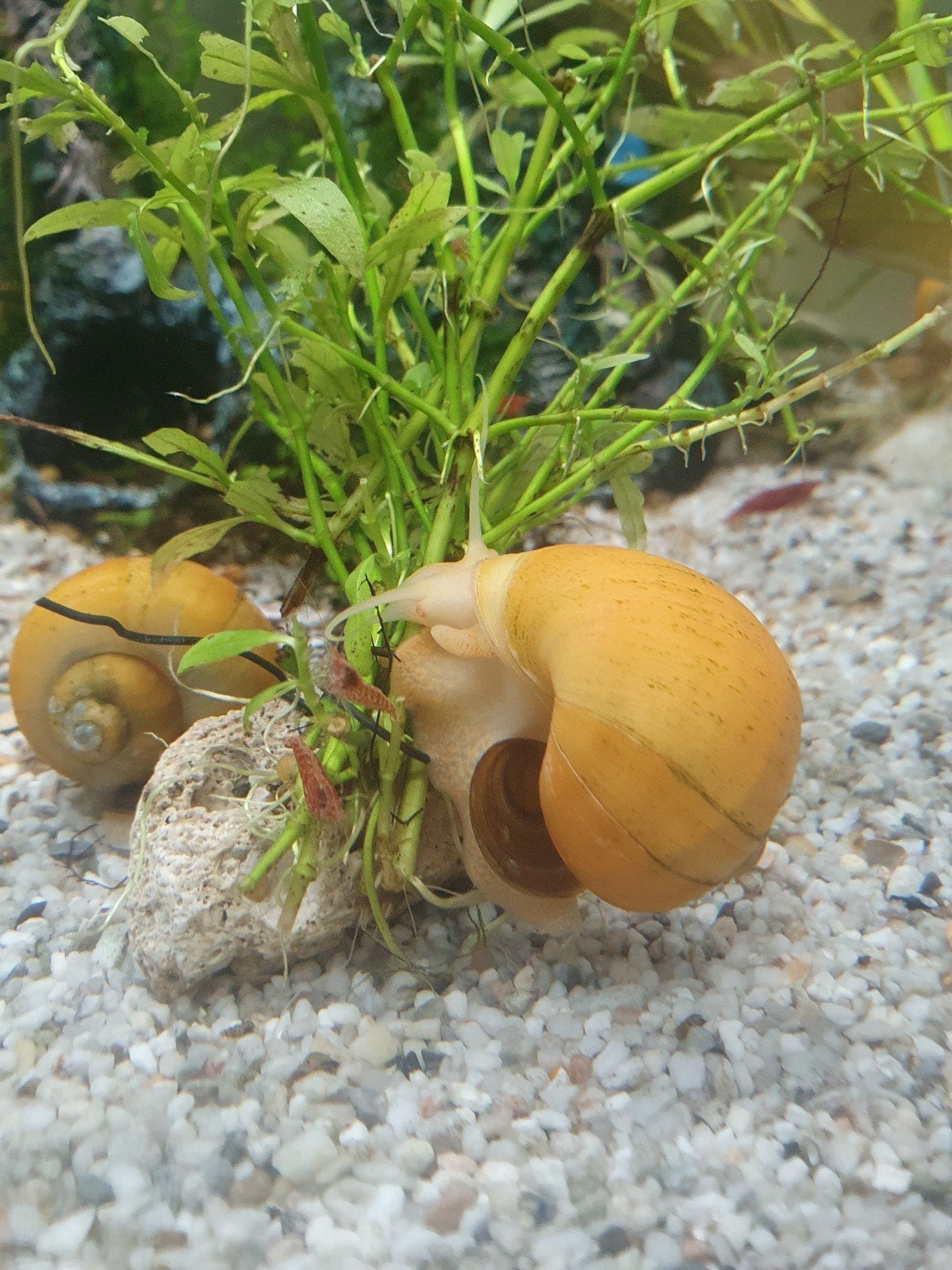 Escargot à la pomme