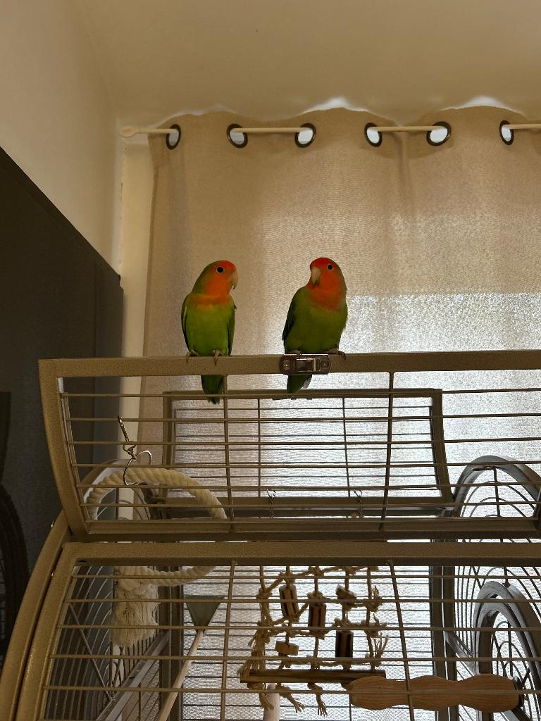Cage à perroquet, Animaux & Accessoires, Enlèvement, Comme neuf, Métal, Cage à oiseaux