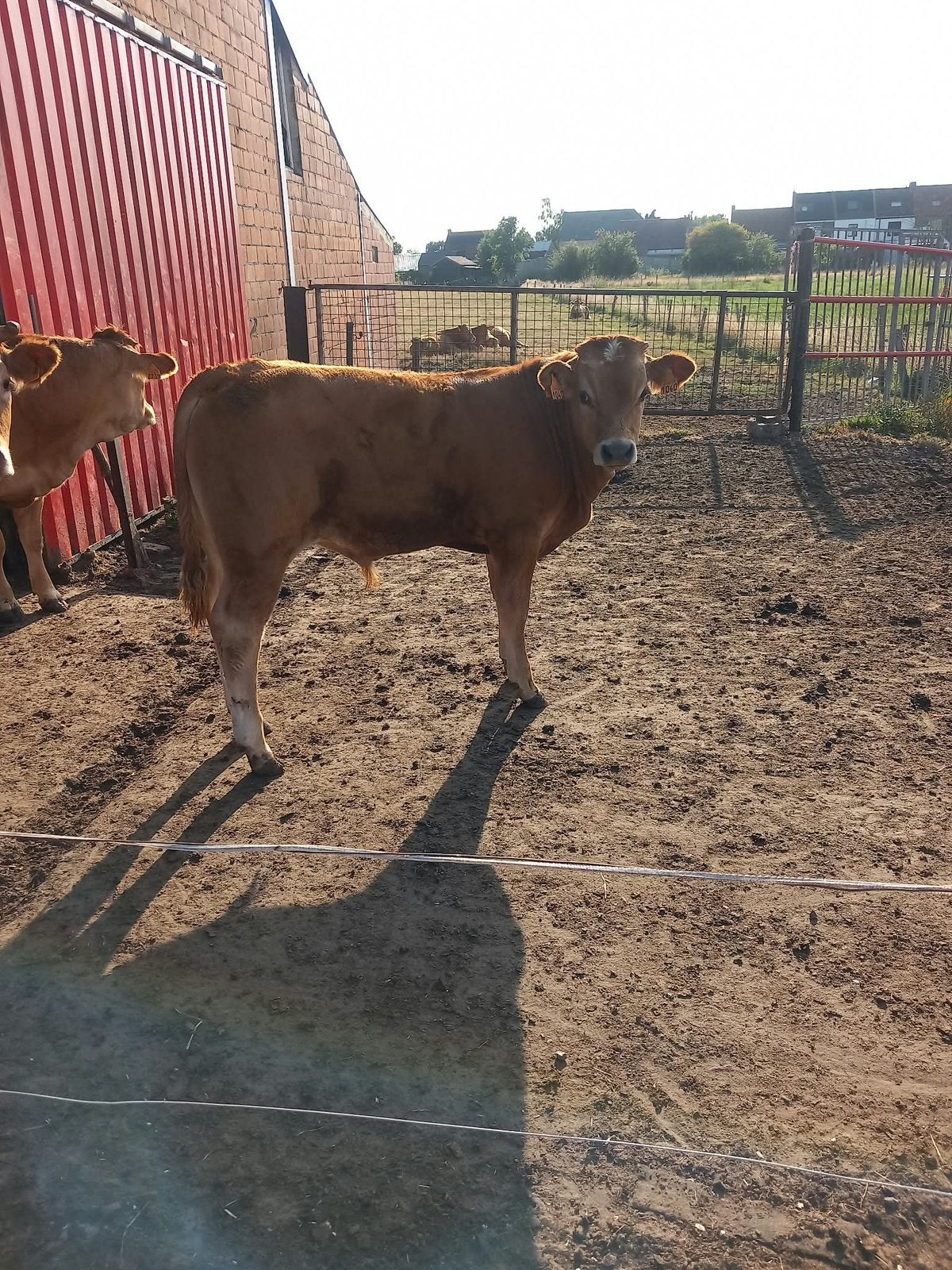Limousin stier, Dieren en Toebehoren
