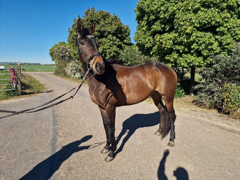 Lieve volbloed merrie, B, Poney de récréation, Poney E (1.48 m - 1.57m), Jument