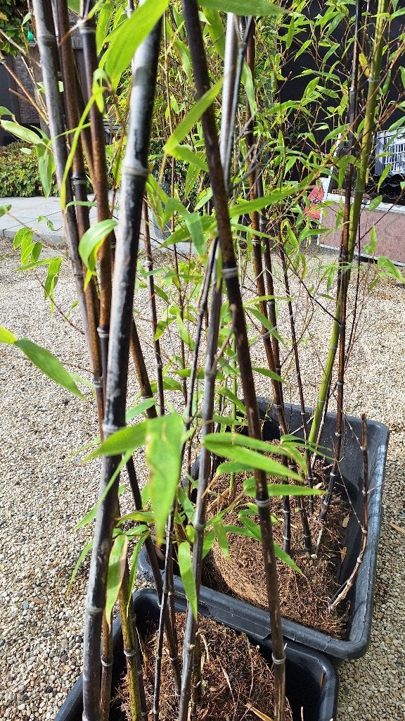 Bamboe struiken, Tuin en Terras, Ophalen, Bamboe, Struik, 250 cm of meer
