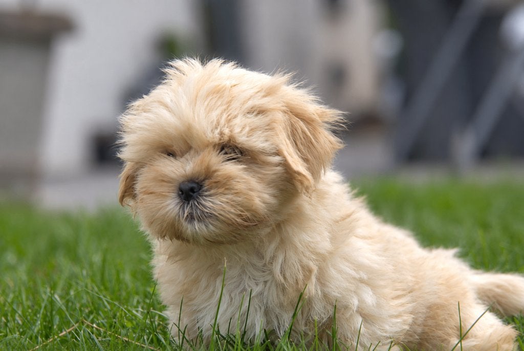 Lhasa Apso, België, Overige rassen, CDV (hondenziekte), 8 tot 15 weken