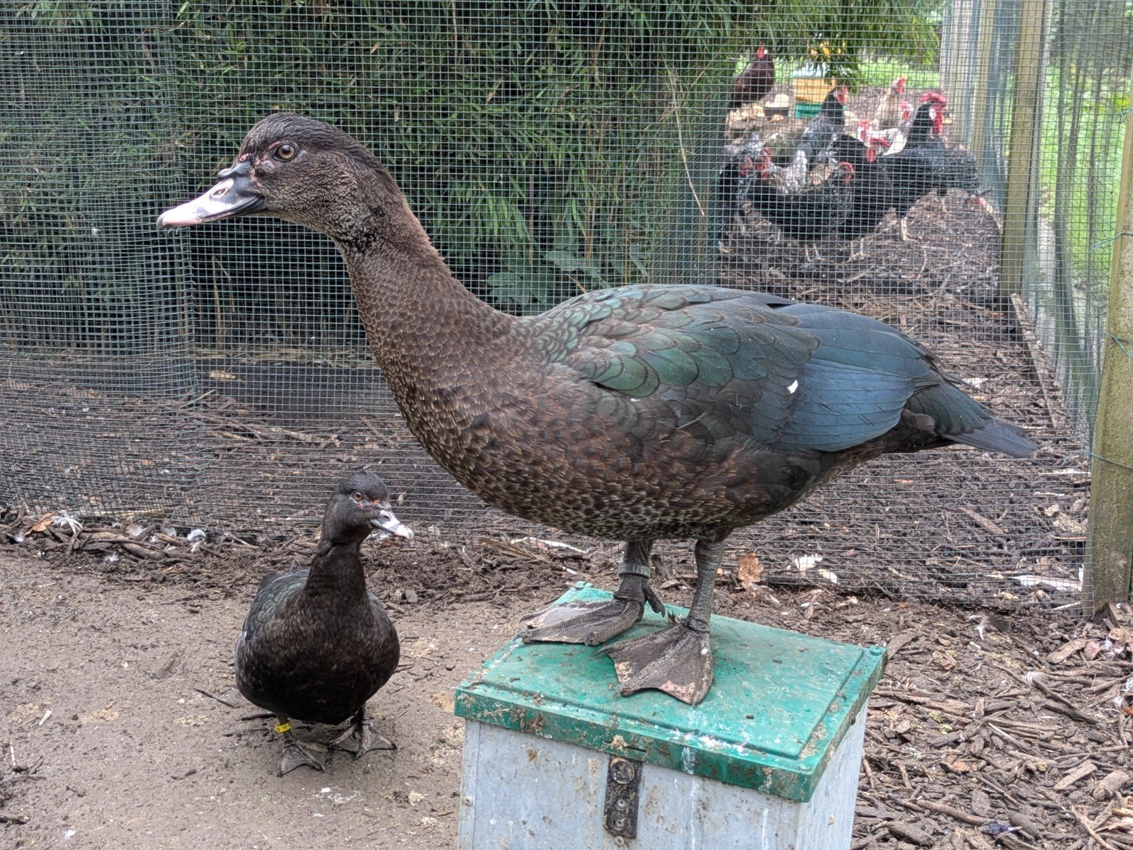 Wilde Muskuseenden, Meerdere dieren, Eend