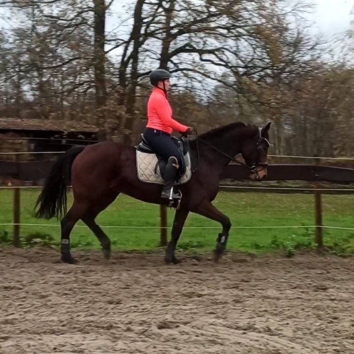 zadelmak maken of doorrijden van uw paard of (D)pony, Dressage