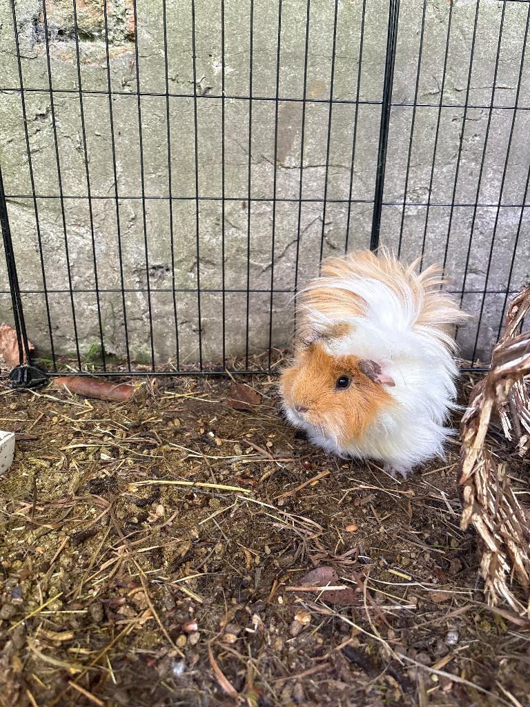 Cavia’s - 2 mannetjes 1 jaar oud, benodigdheden beschikbaar, Cavia, Mannelijk, Tam, Oktober