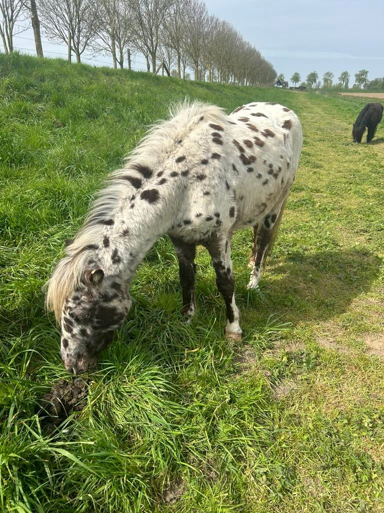 Appaloosa, Dieren en Toebehoren