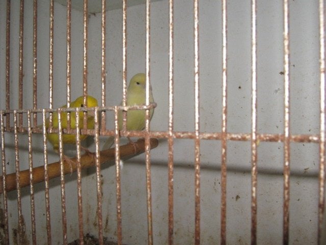 a vendre quelques canaris males et femelles 2025et 2026, Animaux & Accessoires, Plusieurs animaux, Canari de couleur