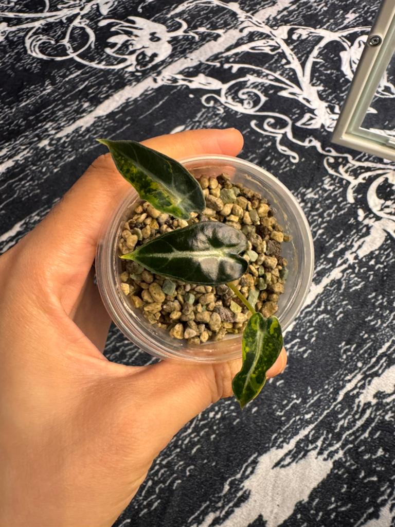 Alocasia Bambino Aurea baby, Ophalen