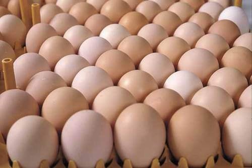 Broedeieren mesthaantjes Ross 308, Plusieurs animaux, Poule ou poulet