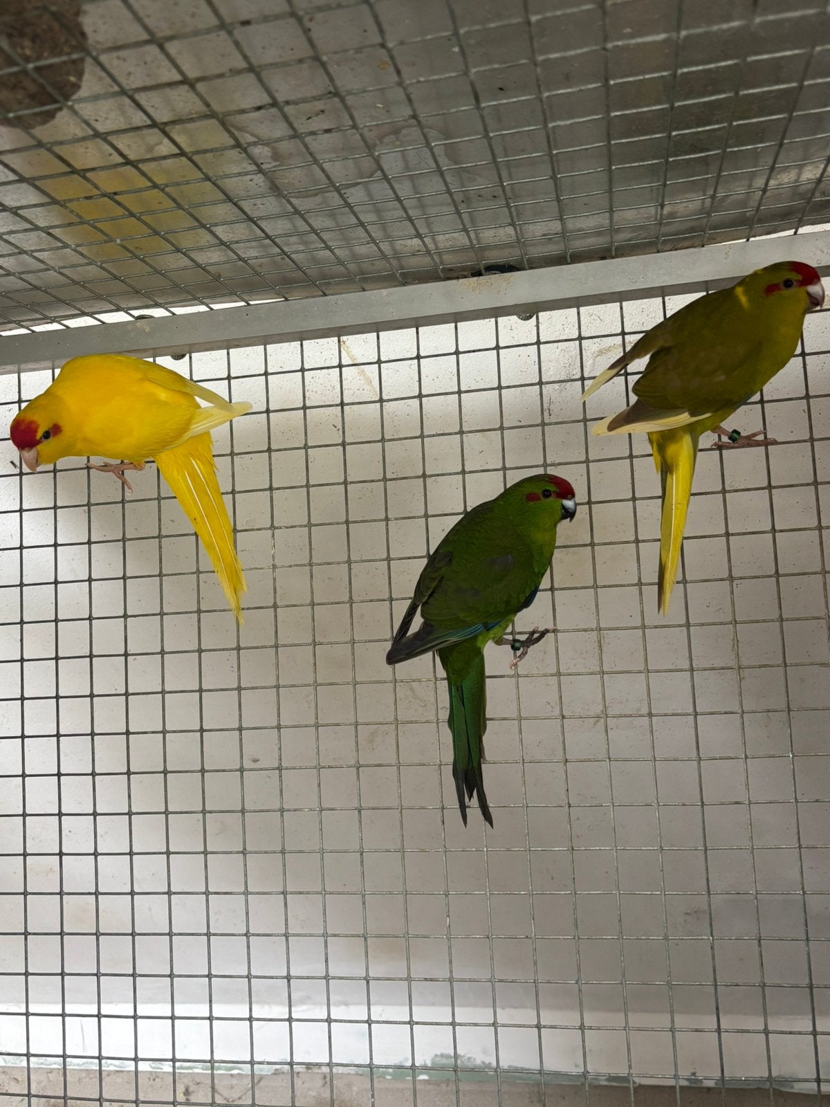 Kweekrijpe kakariki’s, Animaux & Accessoires, Oiseaux | Perruches & Perroquets, Bagué