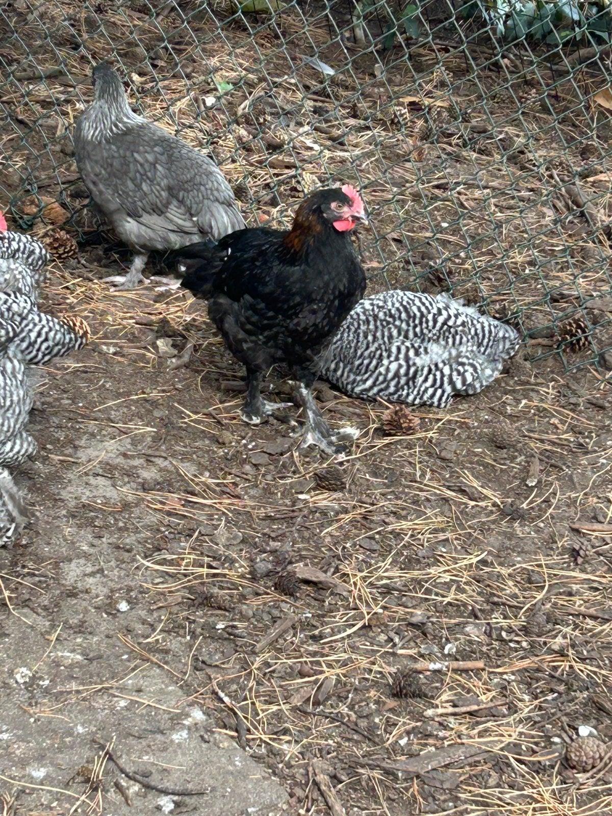 Marans hanen, Dieren en Toebehoren, Pluimvee