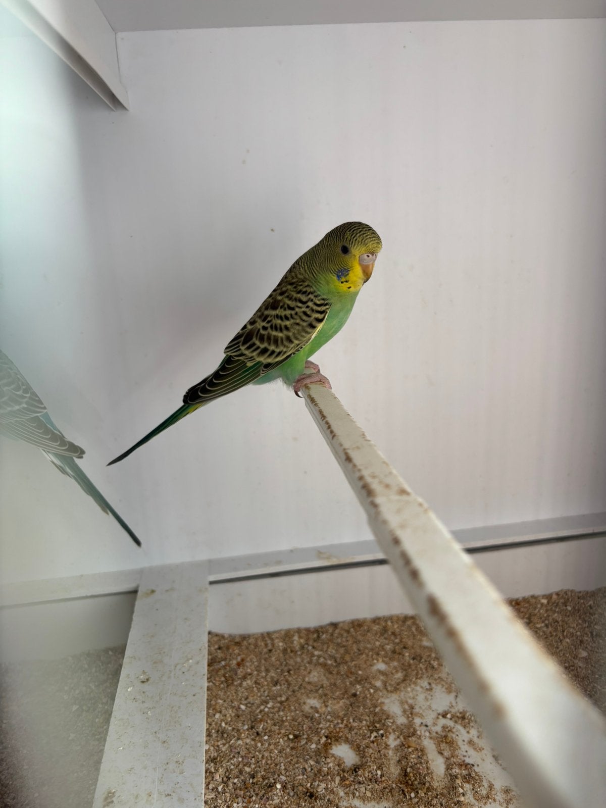 Jonge grasparkieten split bf, Dieren en Toebehoren
