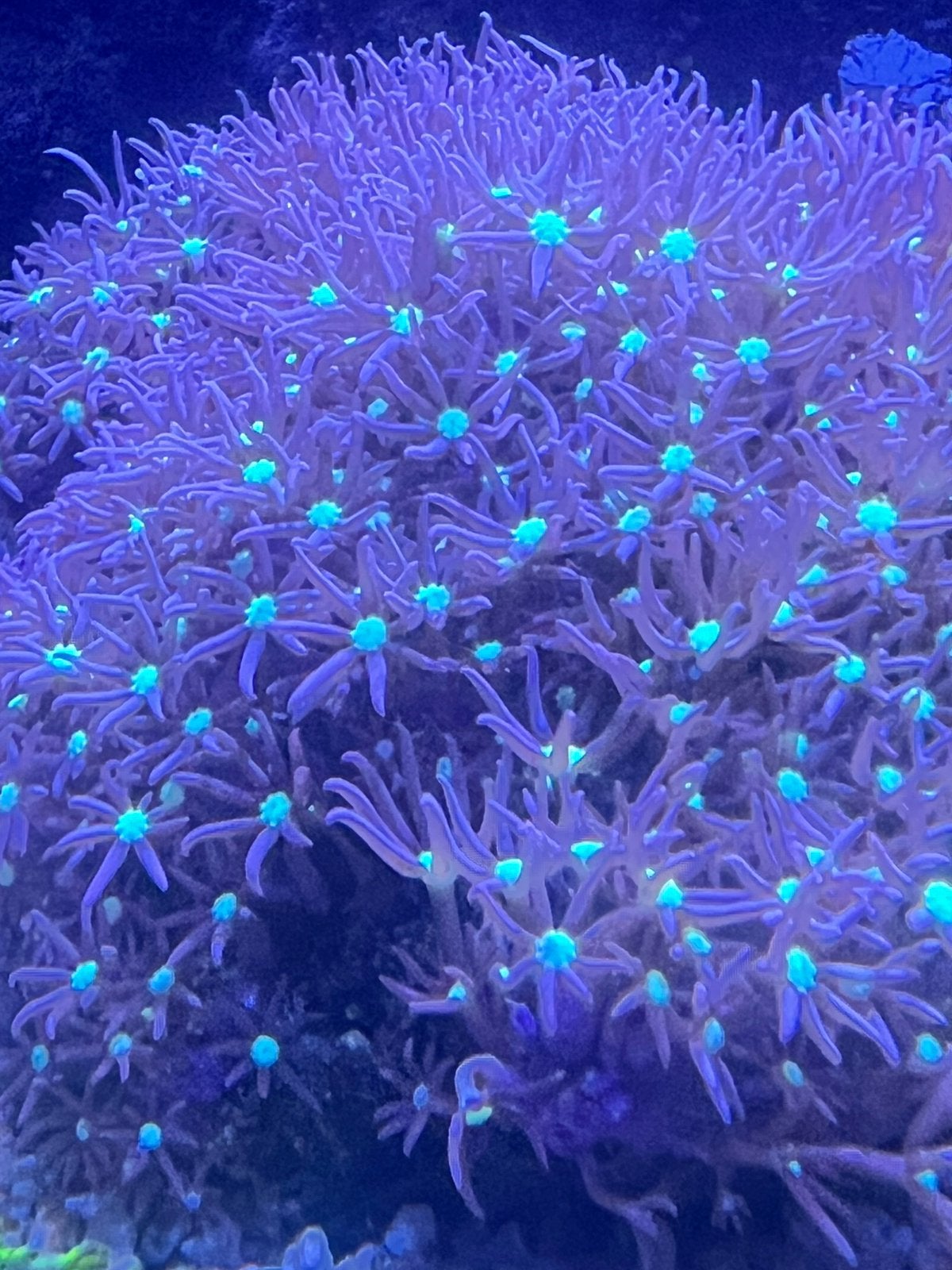 Koraal : Purple/Blue Star Polyps