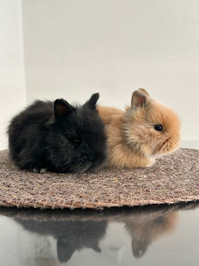 Teddy dwerg koppel, Dieren en Toebehoren, Dwerg