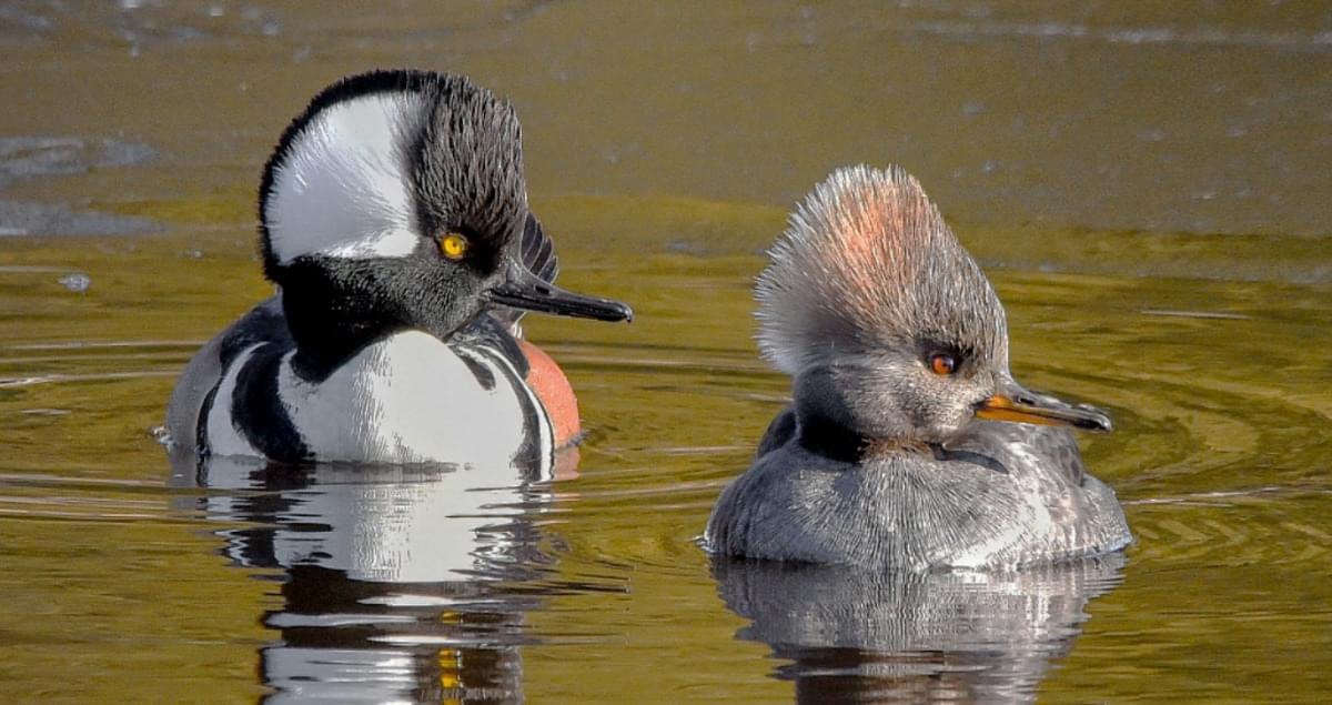 Siereenden - Kuifzaagbek, Dieren en Toebehoren, Pluimvee, Meerdere dieren, Eend